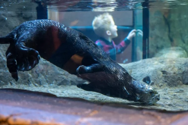 National Sea Life Centre Entrance Ticket