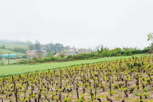 Golden Stones Beaujolais Wine Tasting Tour